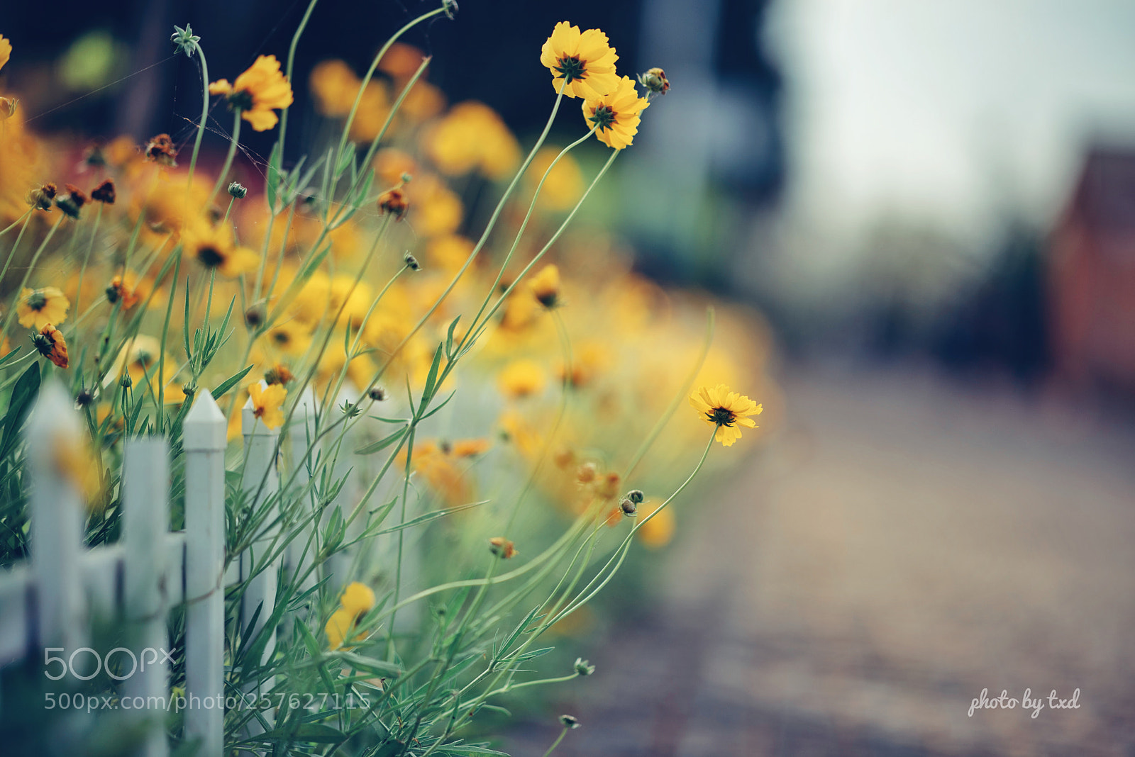 Nikon D750 sample photo. Untitled photography