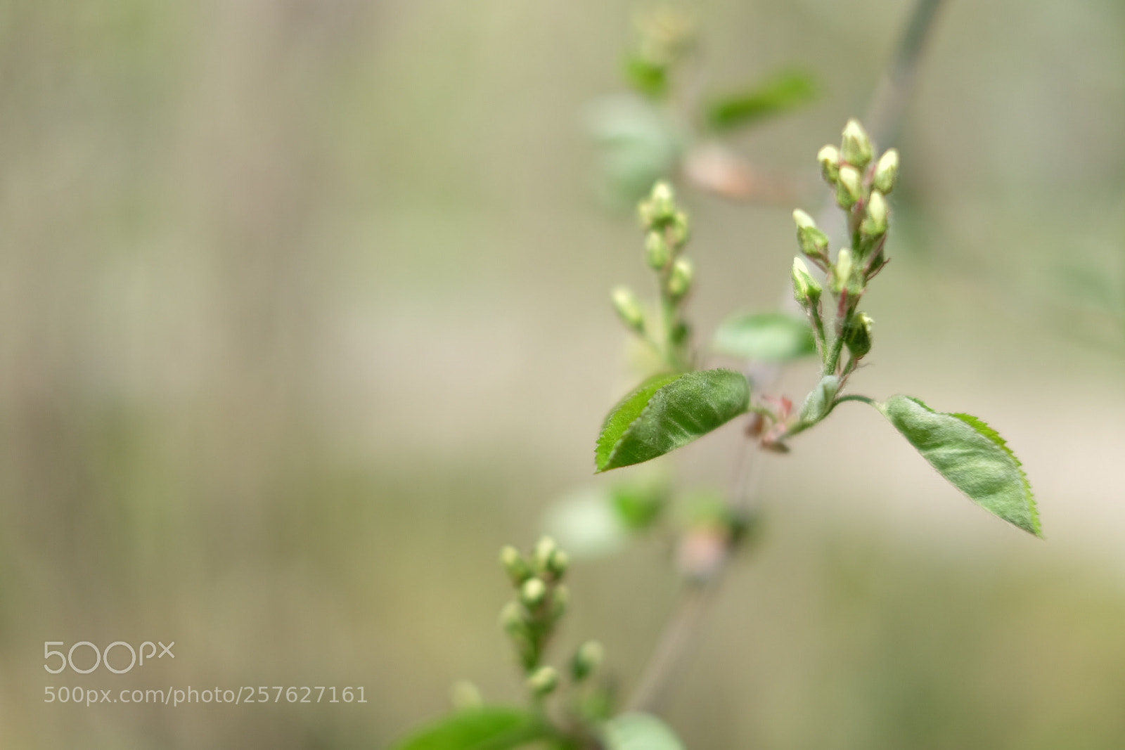 Fujifilm X-T10 sample photo. Flowering photography
