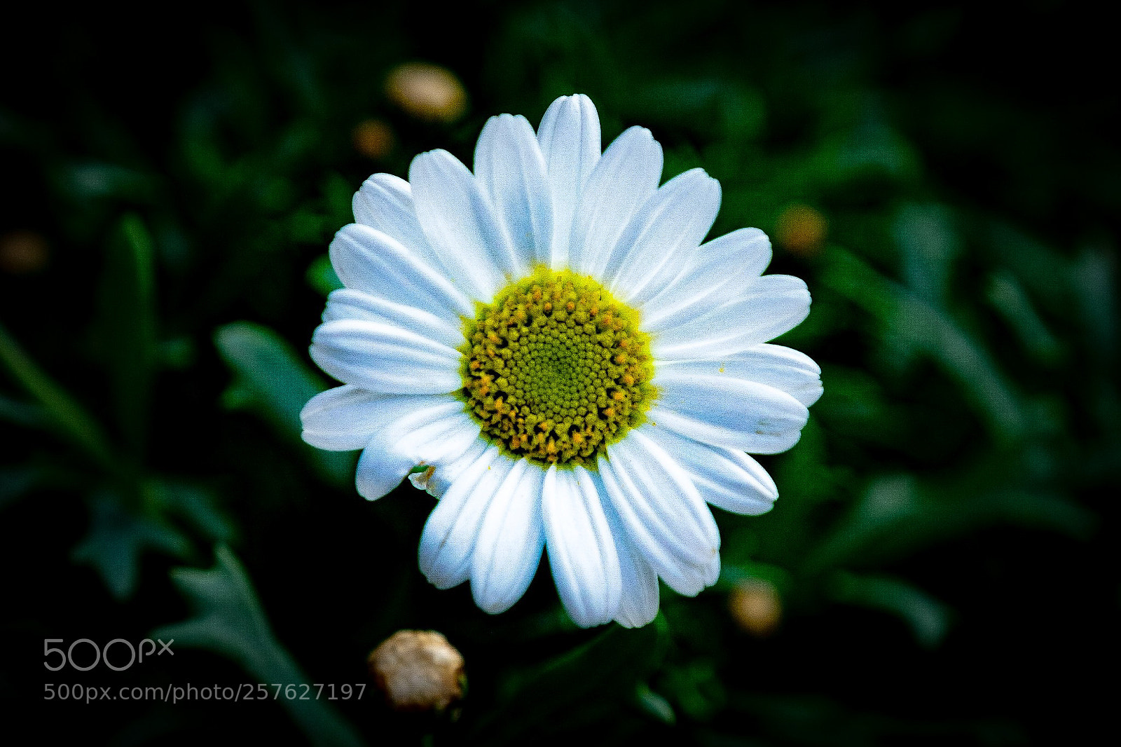 Fujifilm X-T1 sample photo. Flower photography