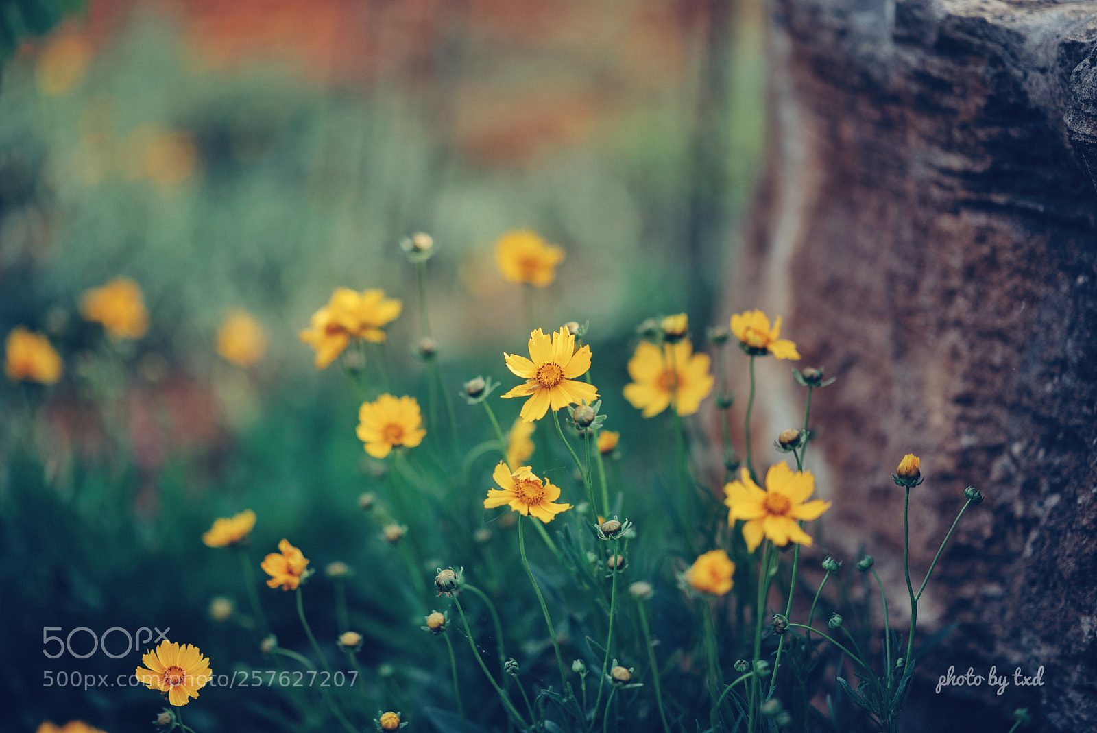 Nikon D750 sample photo. Untitled photography