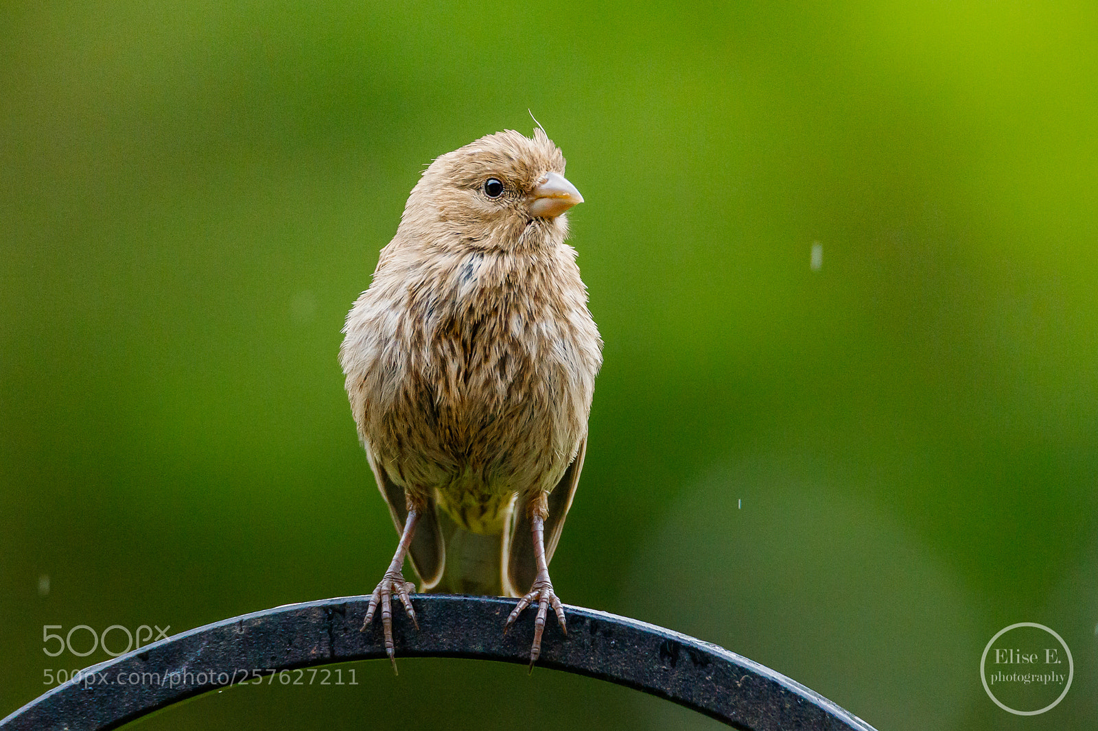 Canon EOS 6D Mark II sample photo. House finch juvenile photography