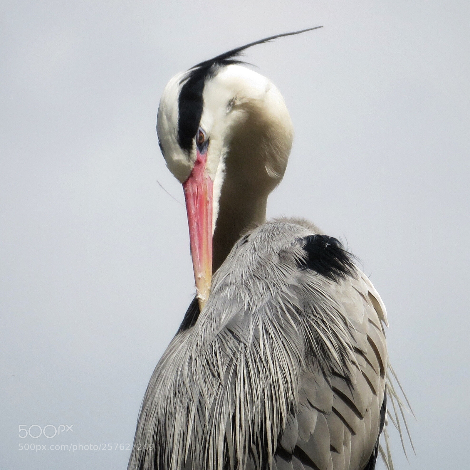 Canon PowerShot SX720 HS sample photo. Grey heron preening photography
