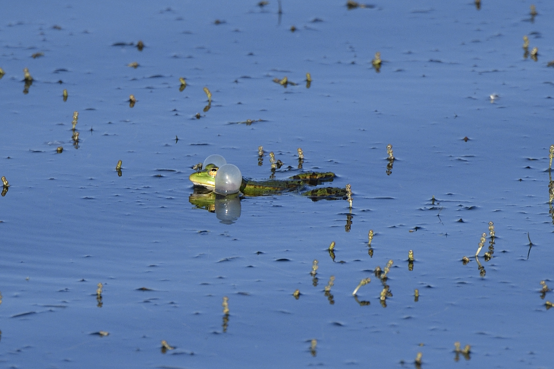 Nikon D500 sample photo. Pumping ;-) photography