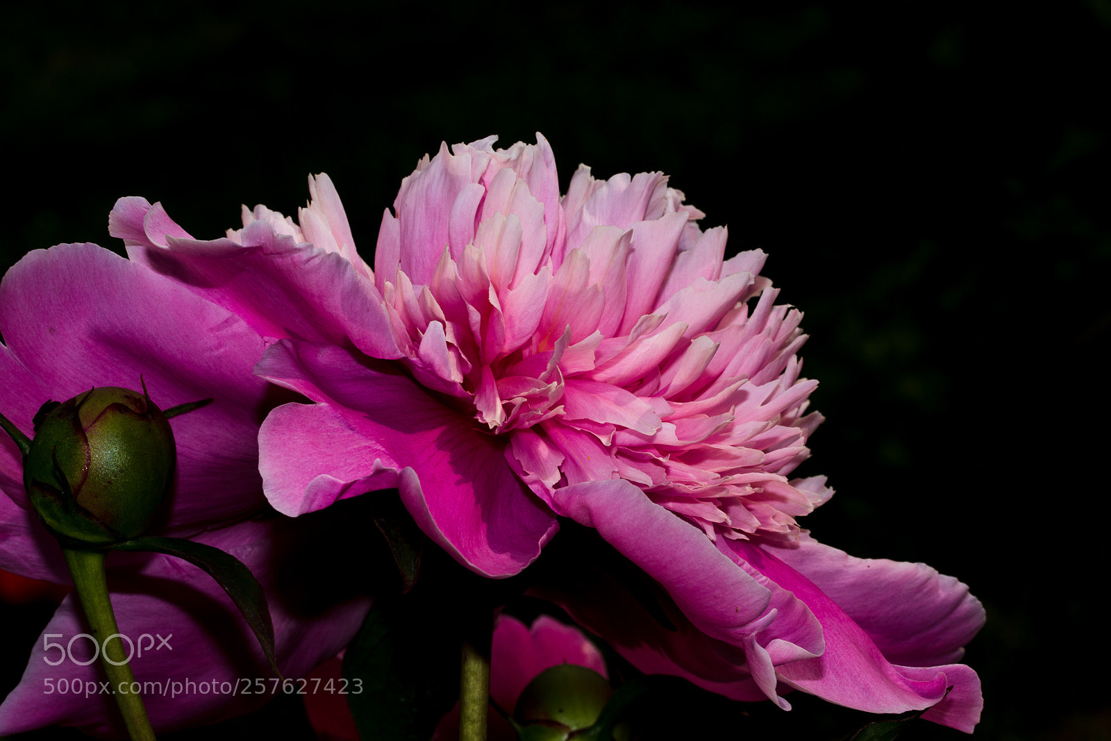 Canon EOS 70D sample photo. Peony photography