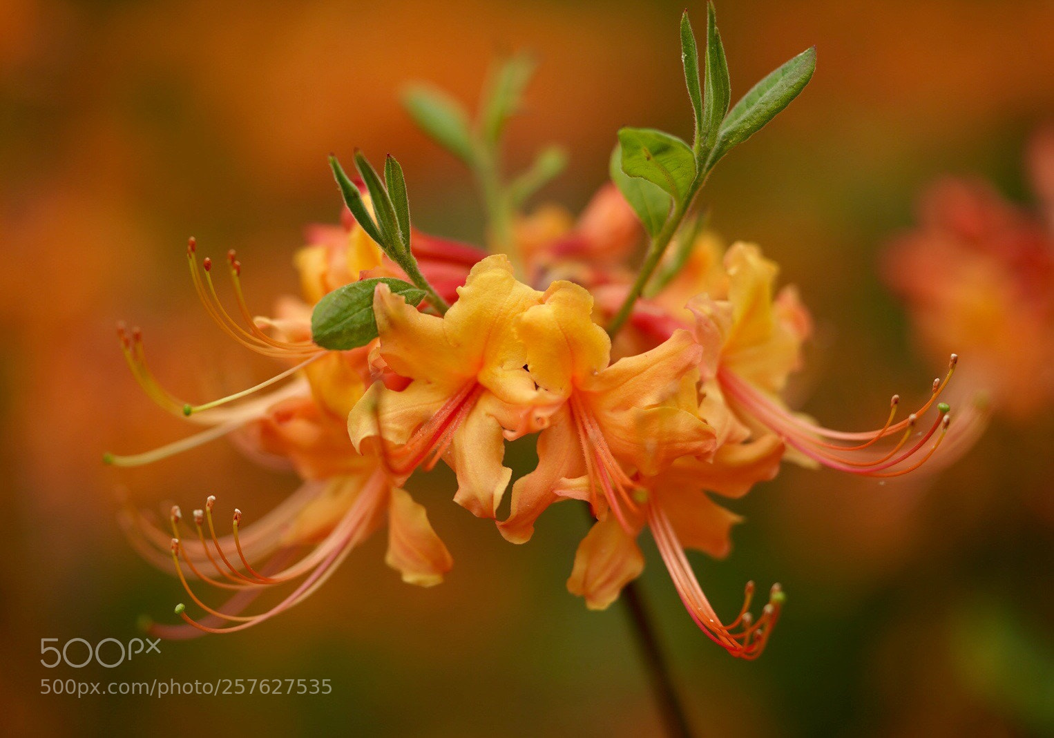 Sony a7R III sample photo. Azalea  photography