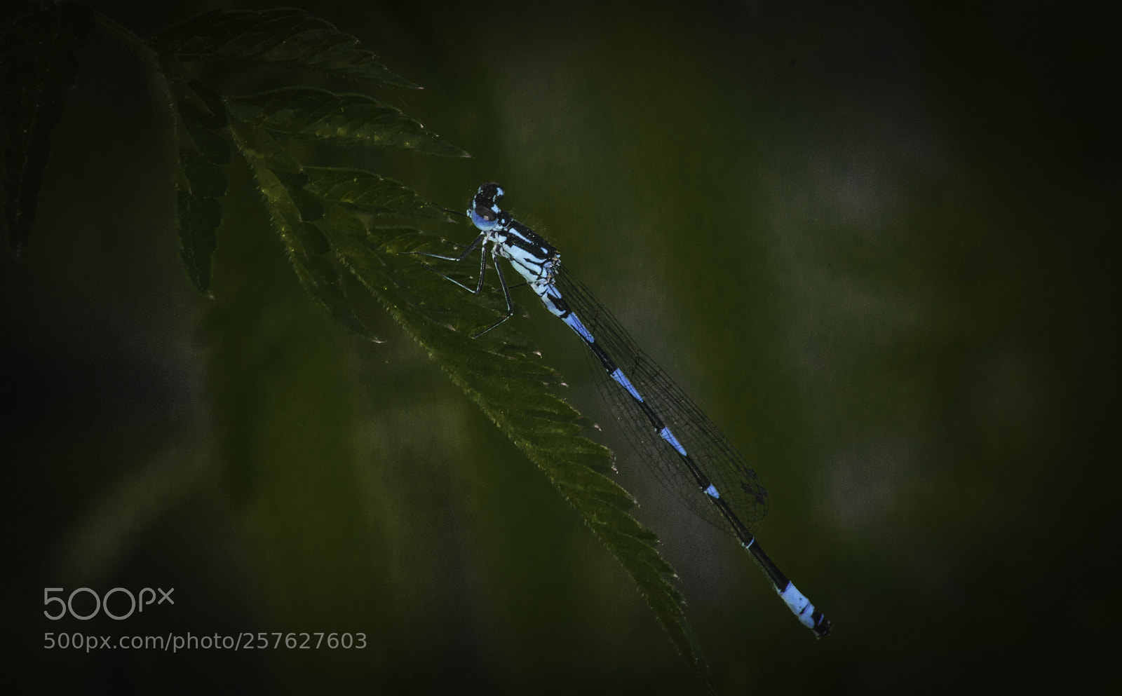 Nikon D5000 sample photo. Blue dragonfly photography