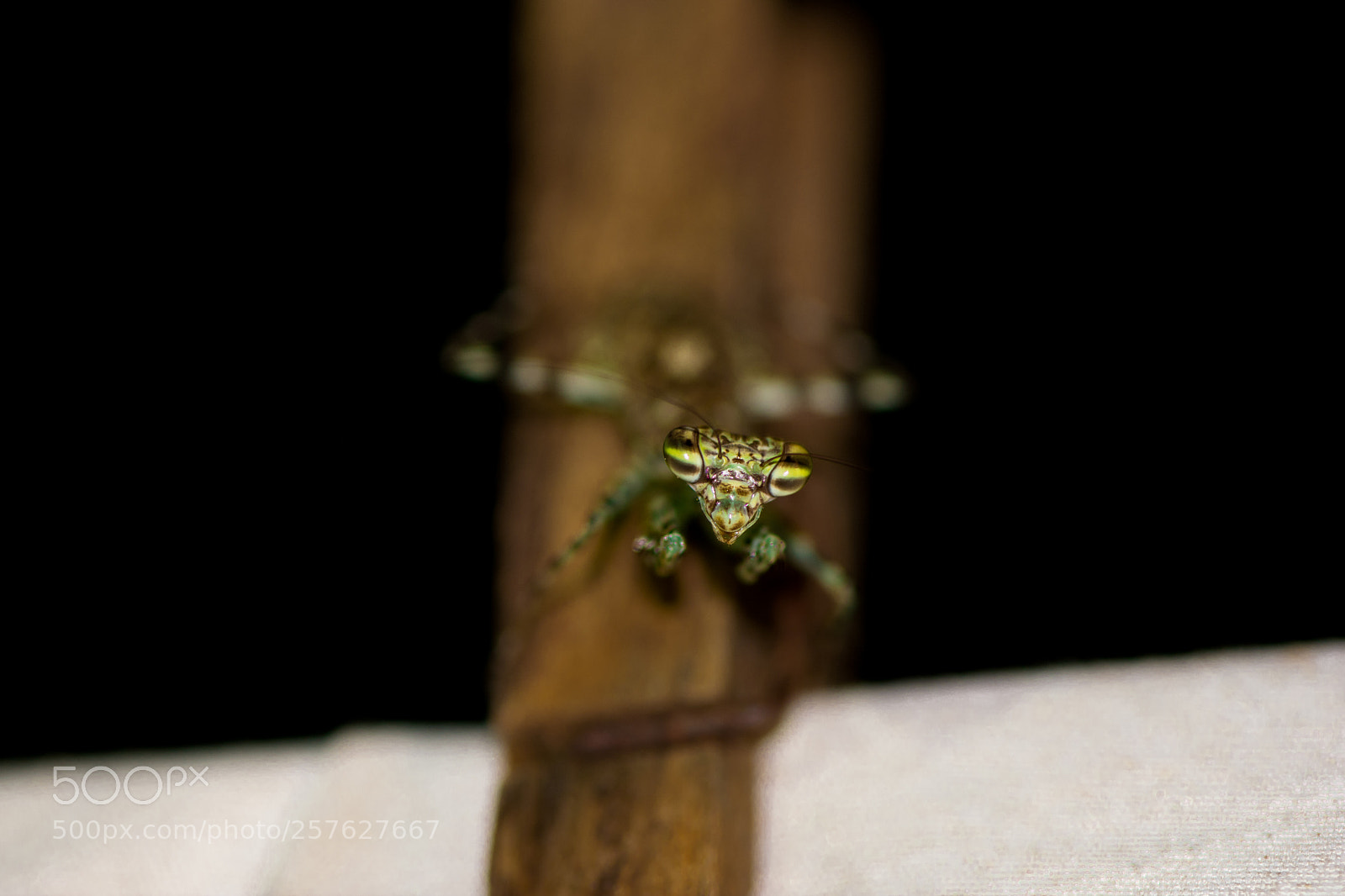 Nikon D5200 sample photo. Curious mantis photography