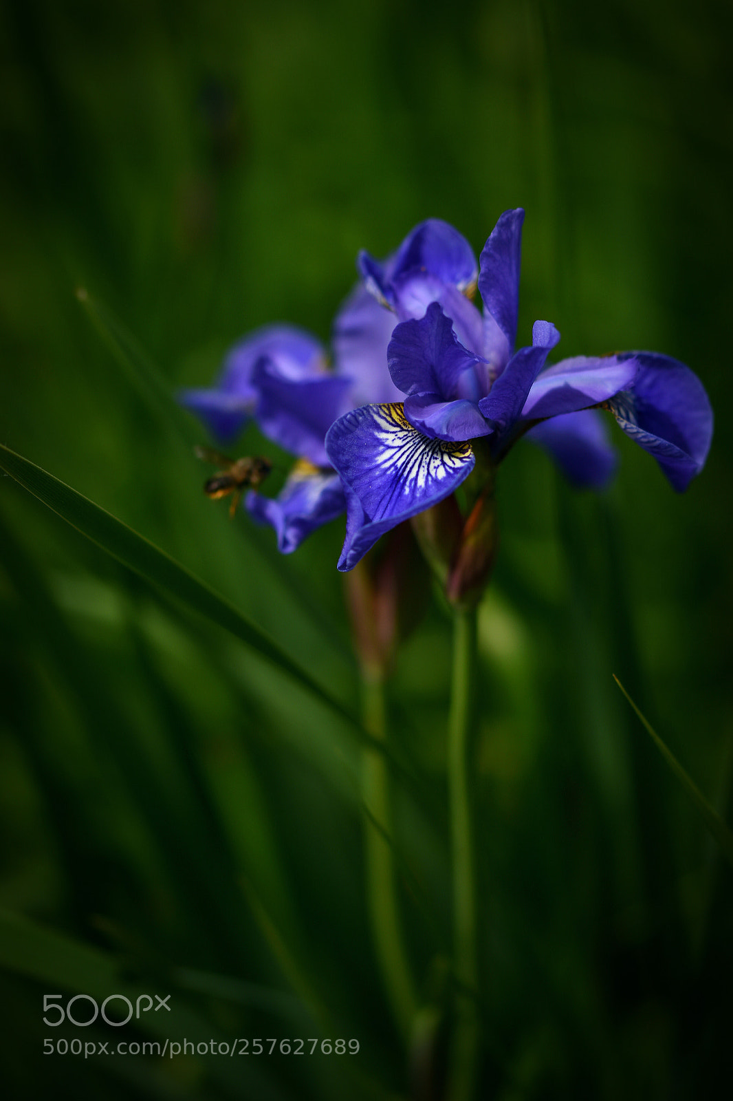 Nikon D5500 sample photo. Undercover ;-) photography