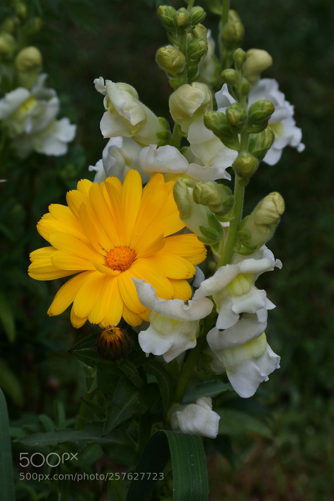 Nikon 1 J5 sample photo. Spring flowers photography