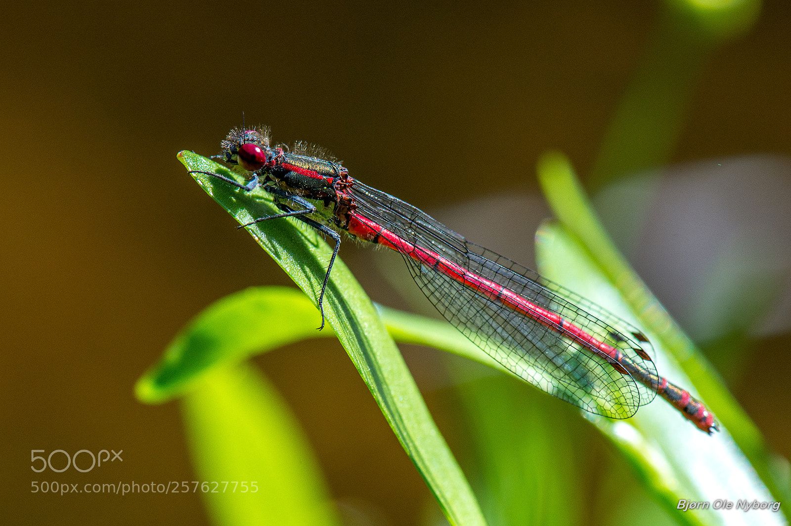 Nikon D4 sample photo. Pyrrhosoma nymphula photography