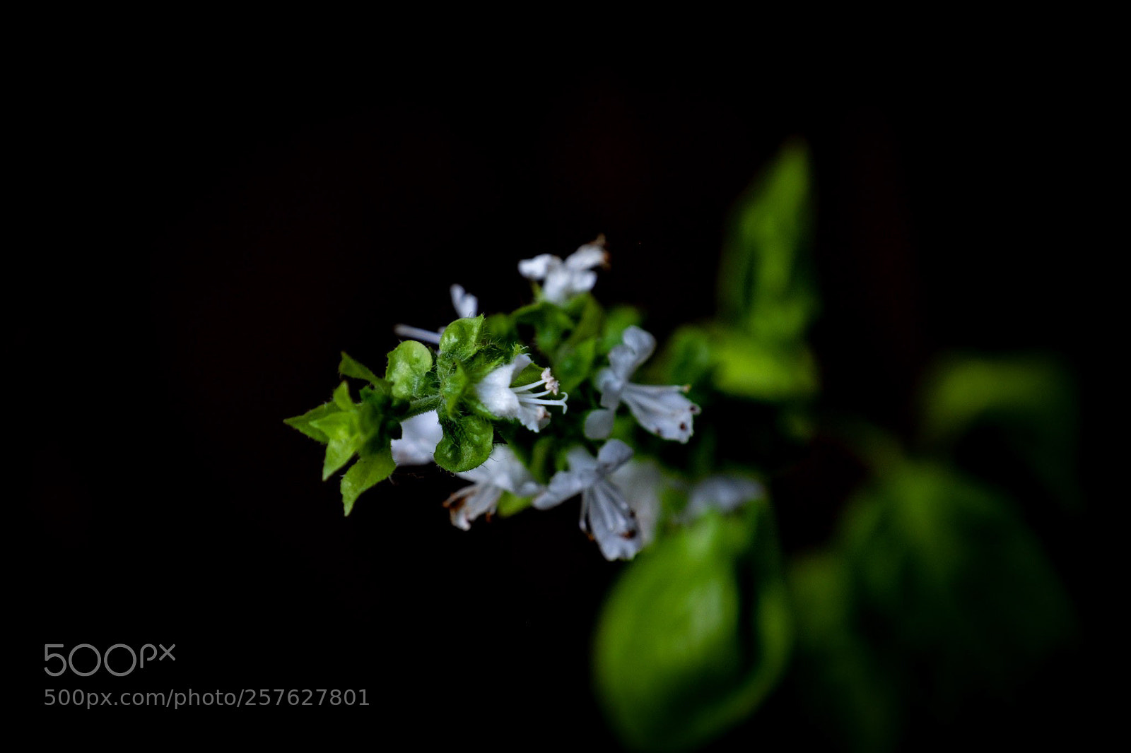 Fujifilm X-T1 sample photo. Spices photography