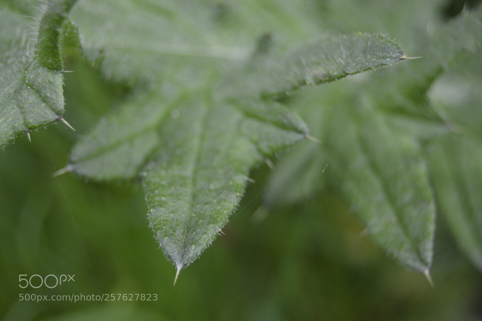 Nikon D3200 sample photo. Blomster og insekter photography