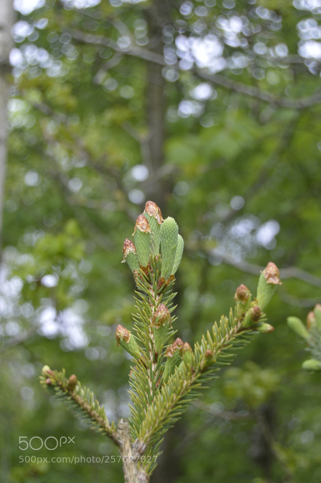 Nikon D3200 sample photo. Blomster og insekter photography