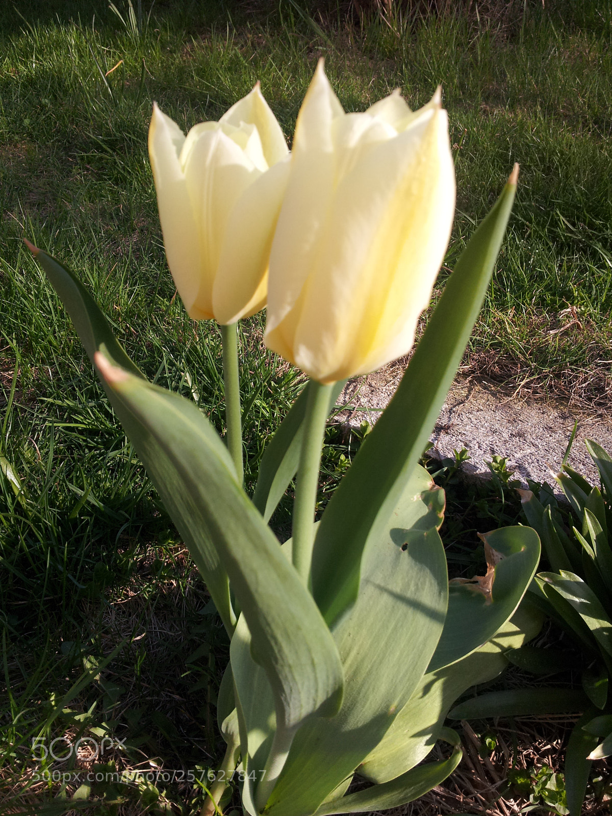 Samsung Galaxy S2 sample photo. Tulipki photography