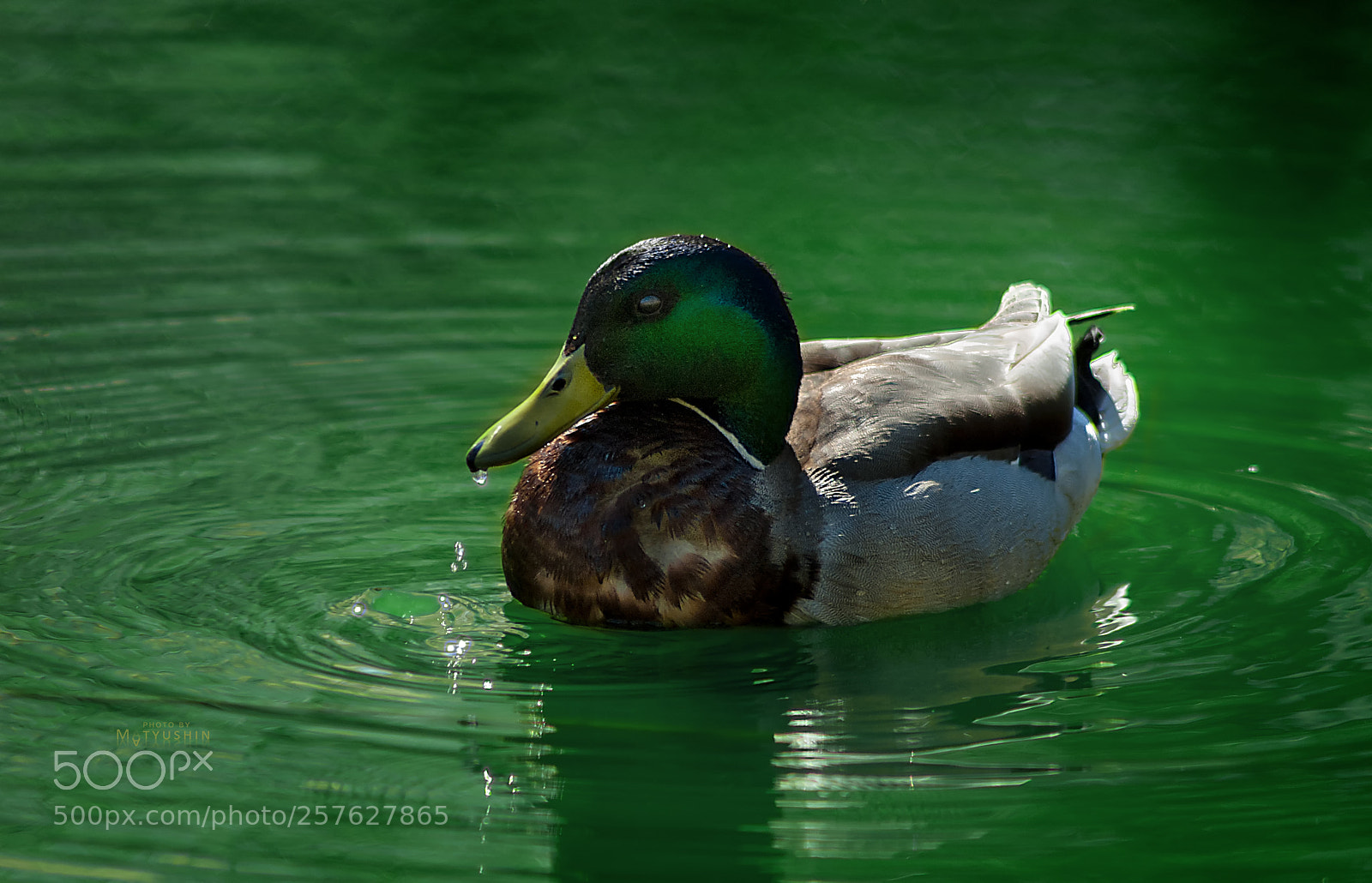 Nikon D70 sample photo. Duck photography