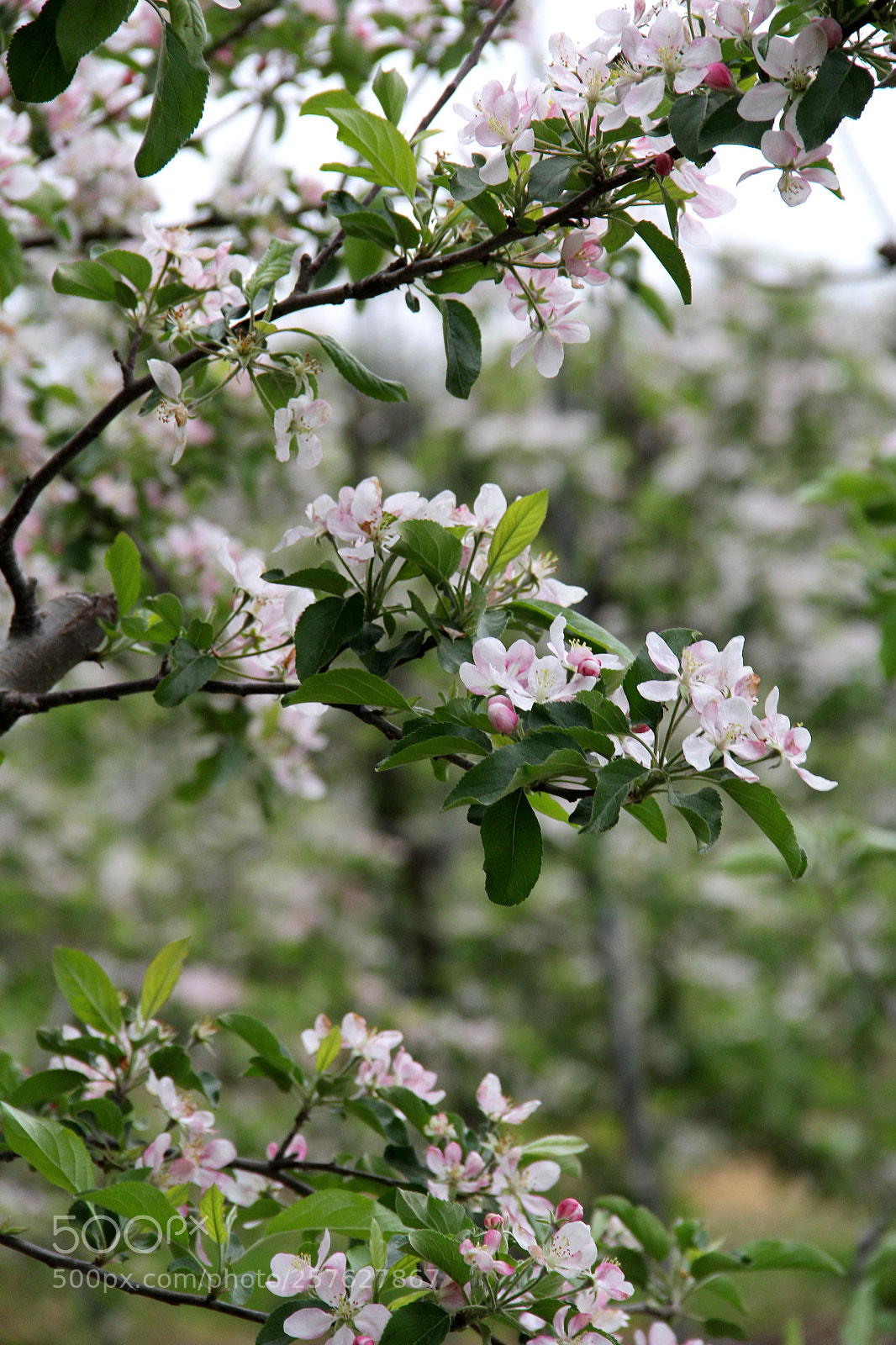Canon EOS 60D sample photo. Apple blossoms verical photography