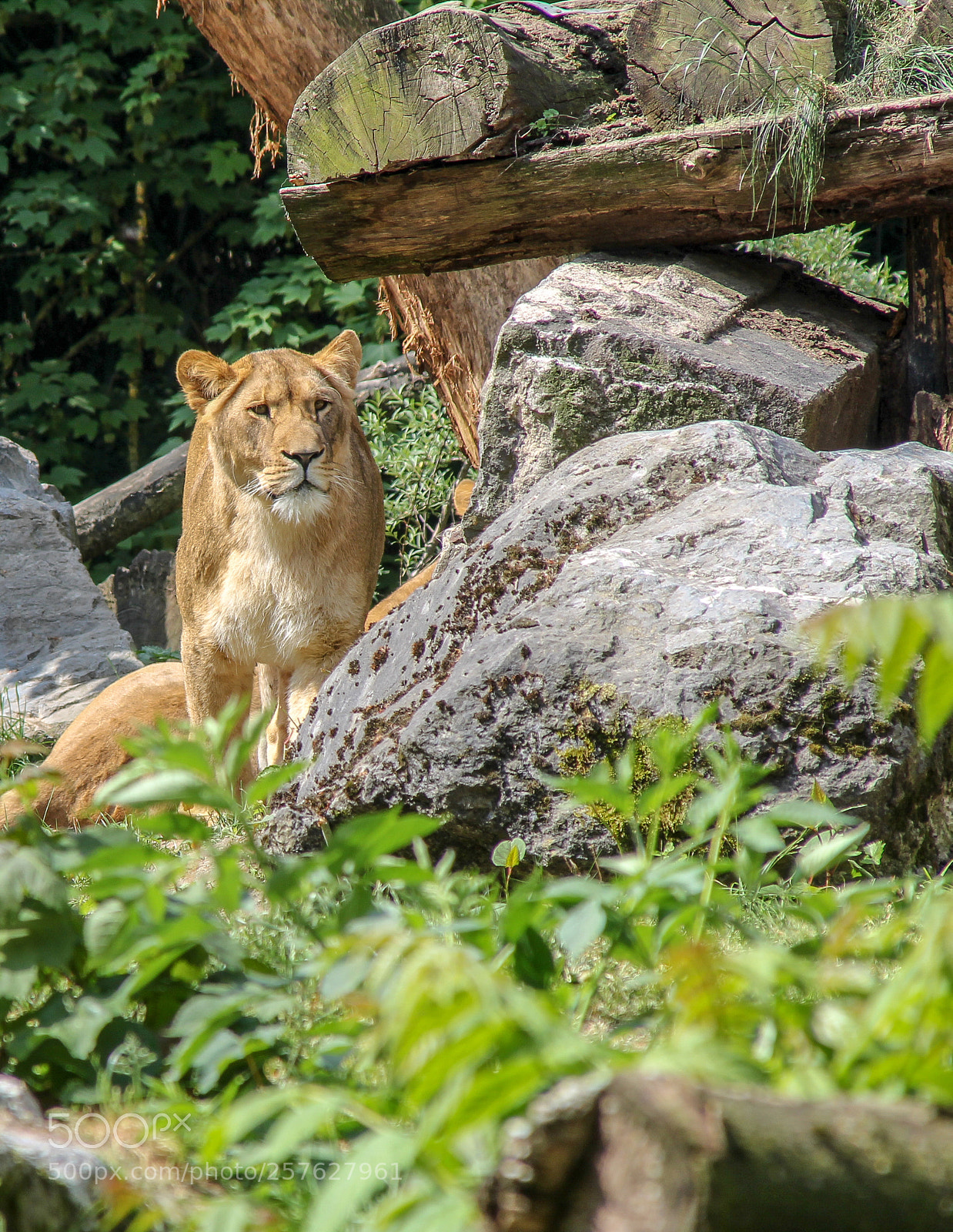 Canon EOS 1300D (EOS Rebel T6 / EOS Kiss X80) sample photo. Duisburg_2018_tiger photography