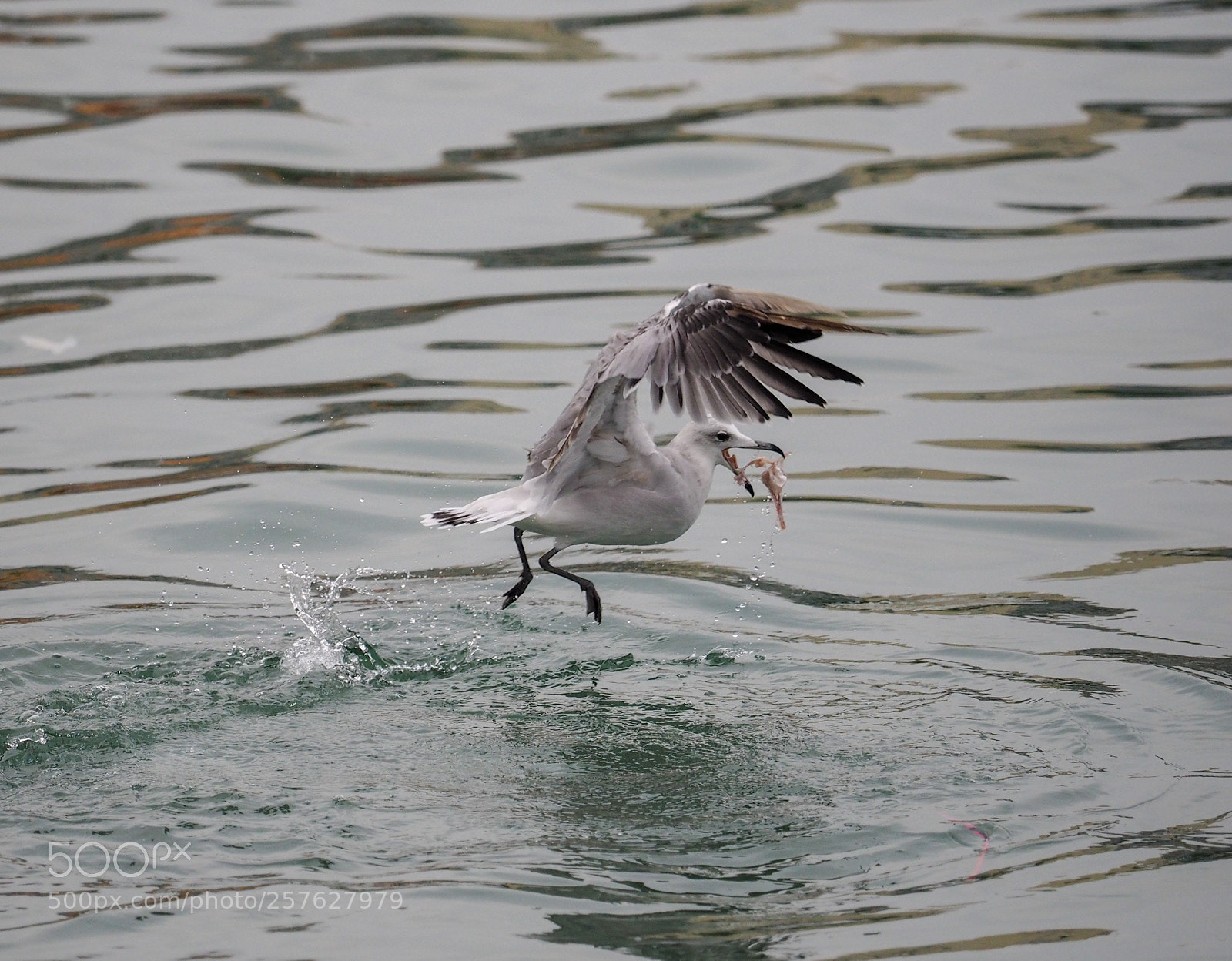Olympus OM-D E-M1 sample photo. Gaviota  y su equilibrios!! photography