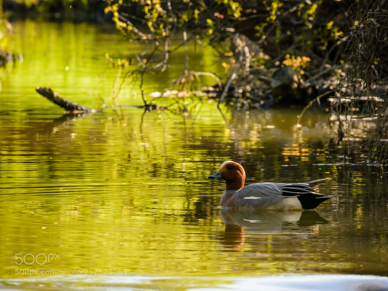 Nikon D3400 sample photo. Duck tales_1 photography