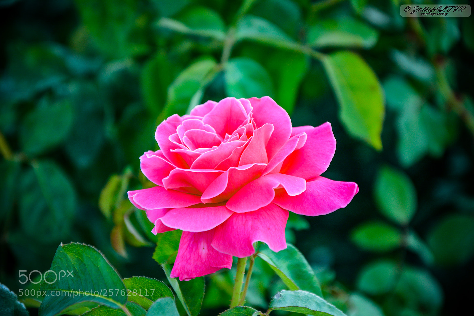 Nikon D7100 sample photo. Rose photography