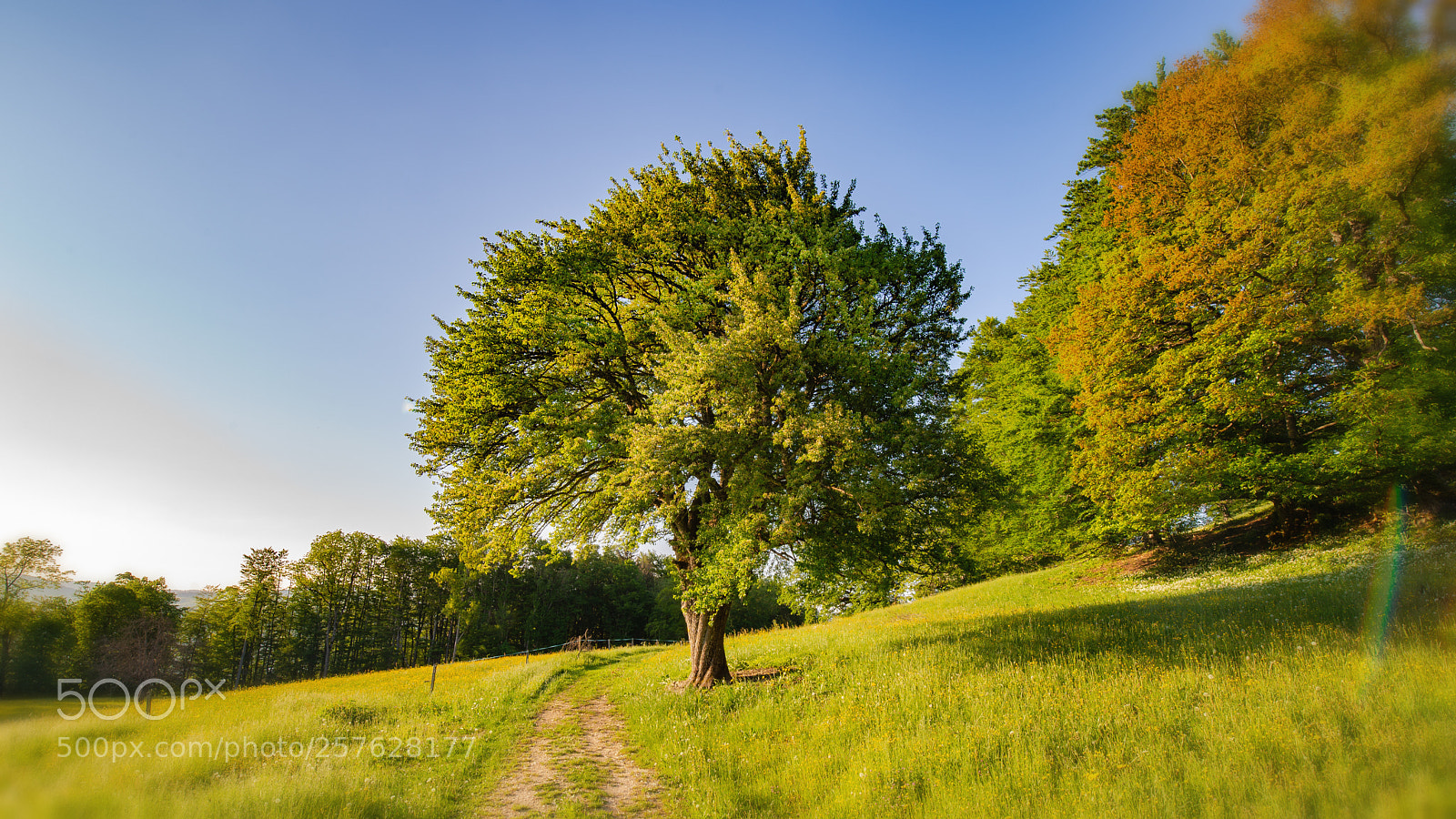 Nikon D610 sample photo. Roggen photography
