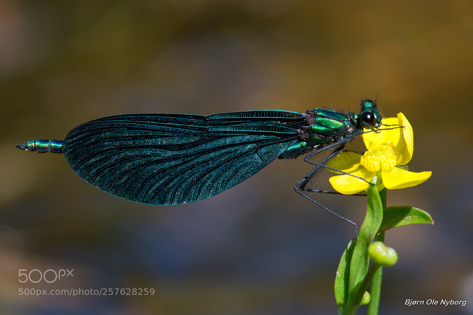 Nikon D4 sample photo. Calopteryx virgo 3 photography