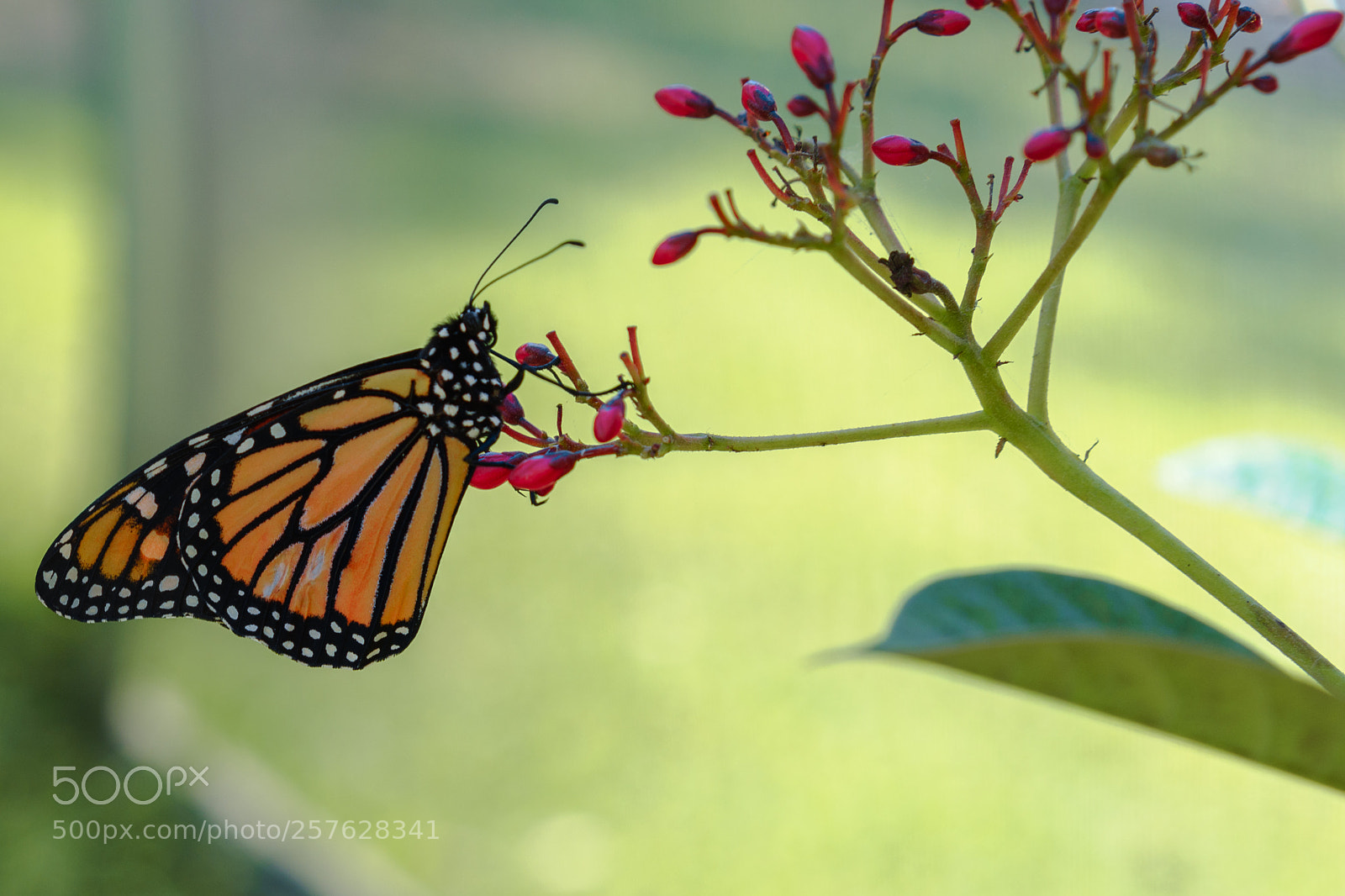 Sony a7 sample photo. Butterfly photography