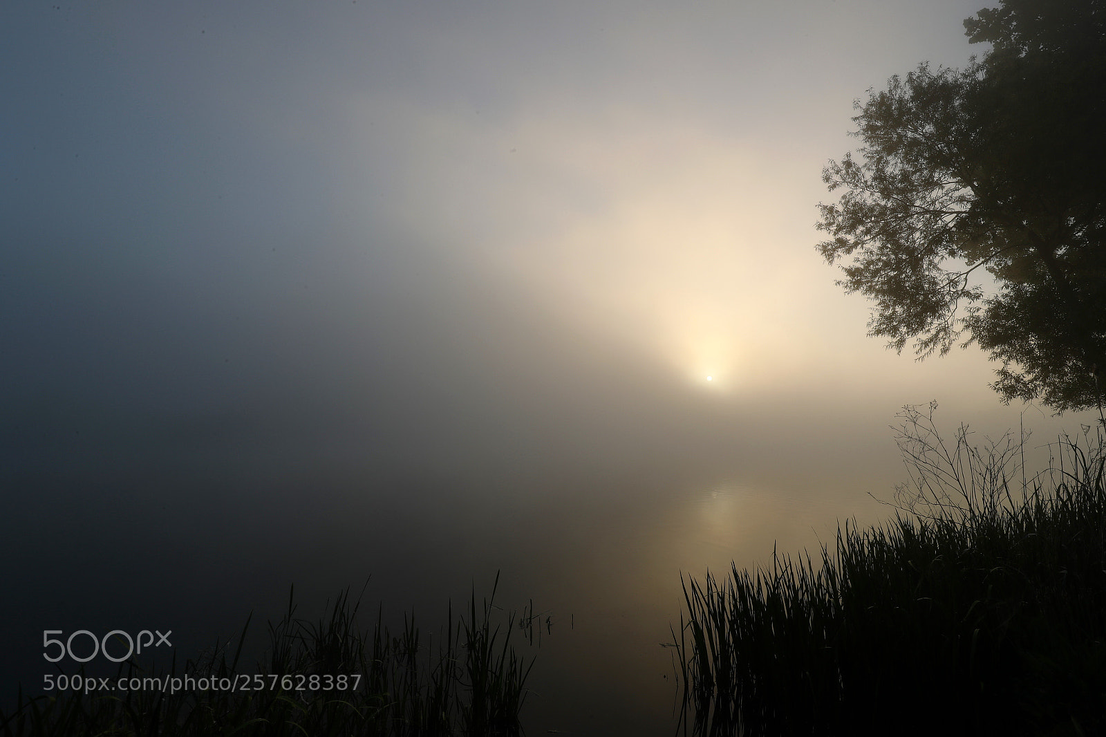 Canon EOS-1D X Mark II sample photo. Foggy morning photography