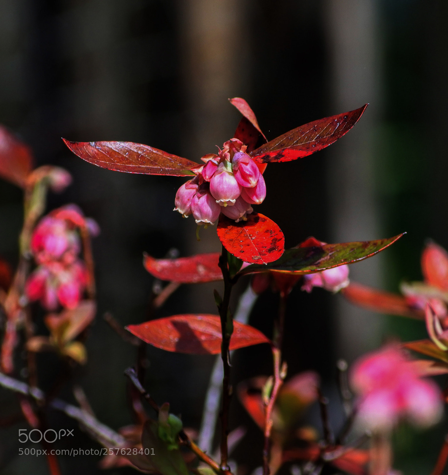 Nikon 1 J5 sample photo. Blueberry buds photography