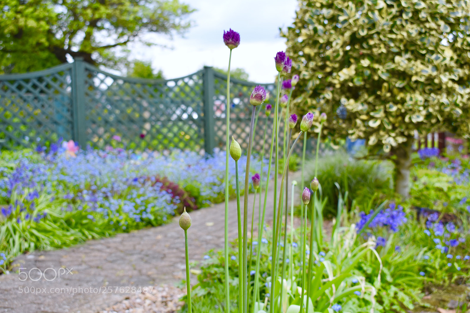 Nikon D3400 sample photo. Moms garden photography