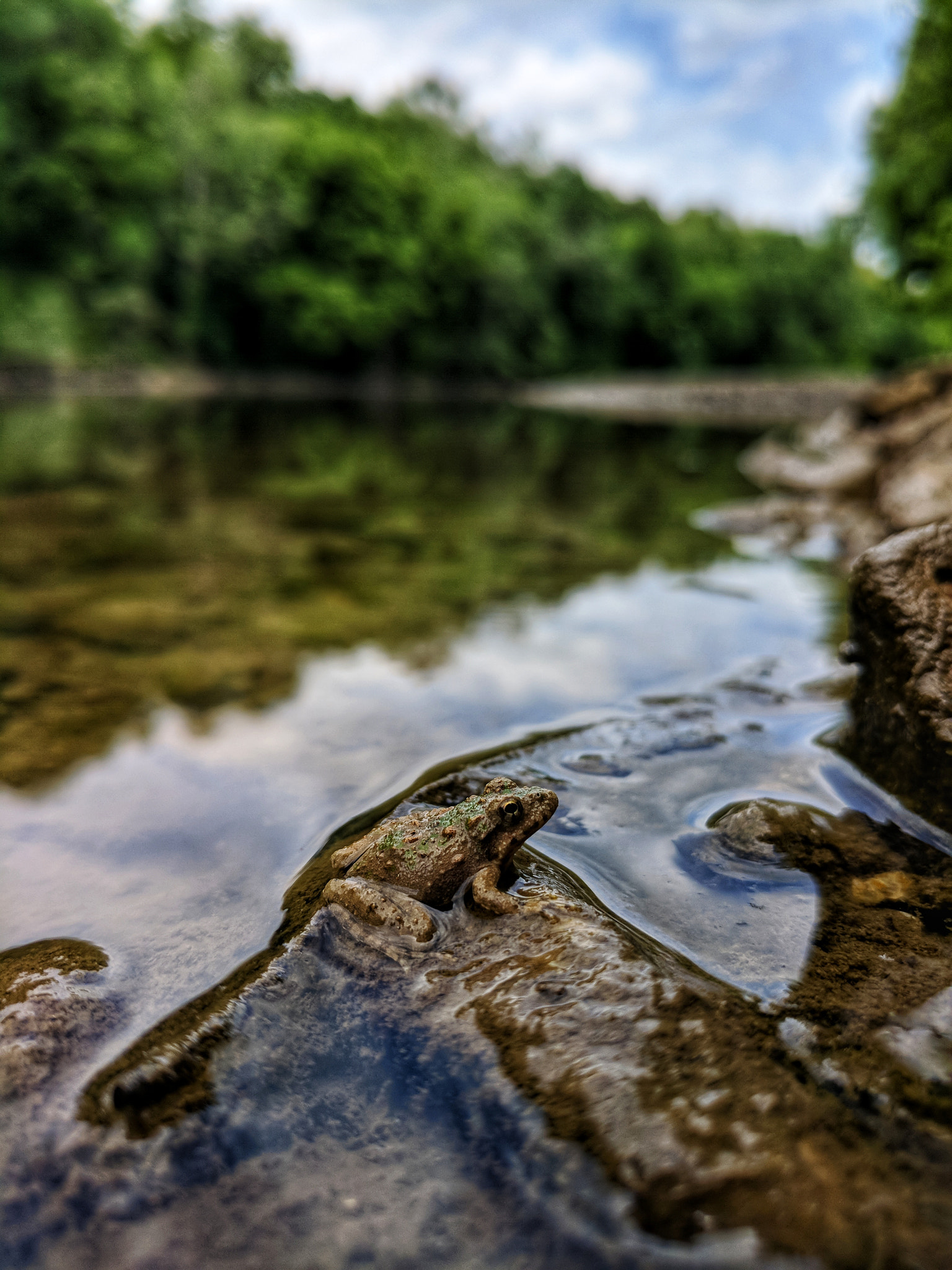 LG V20 sample photo. Frog photography