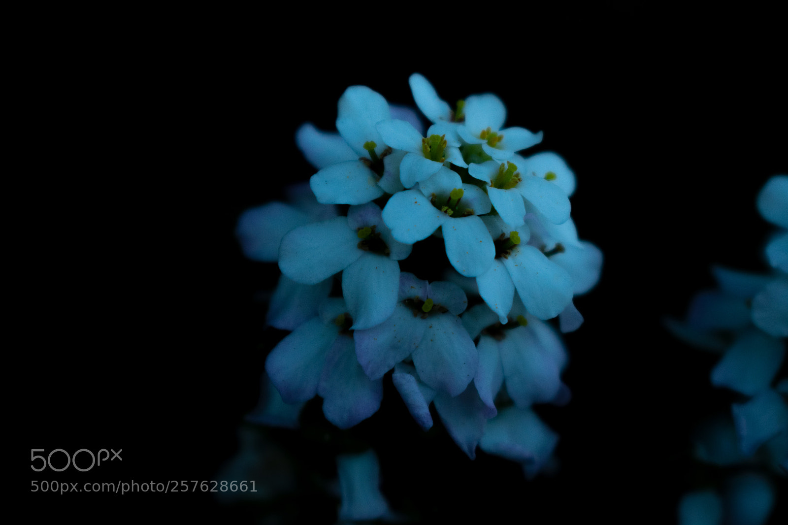 Nikon D3400 sample photo. Glowing photography