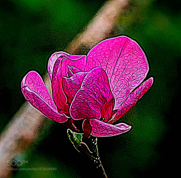 Olympus OM-D E-M1 Mark II sample photo. Magnolia tree flower photography
