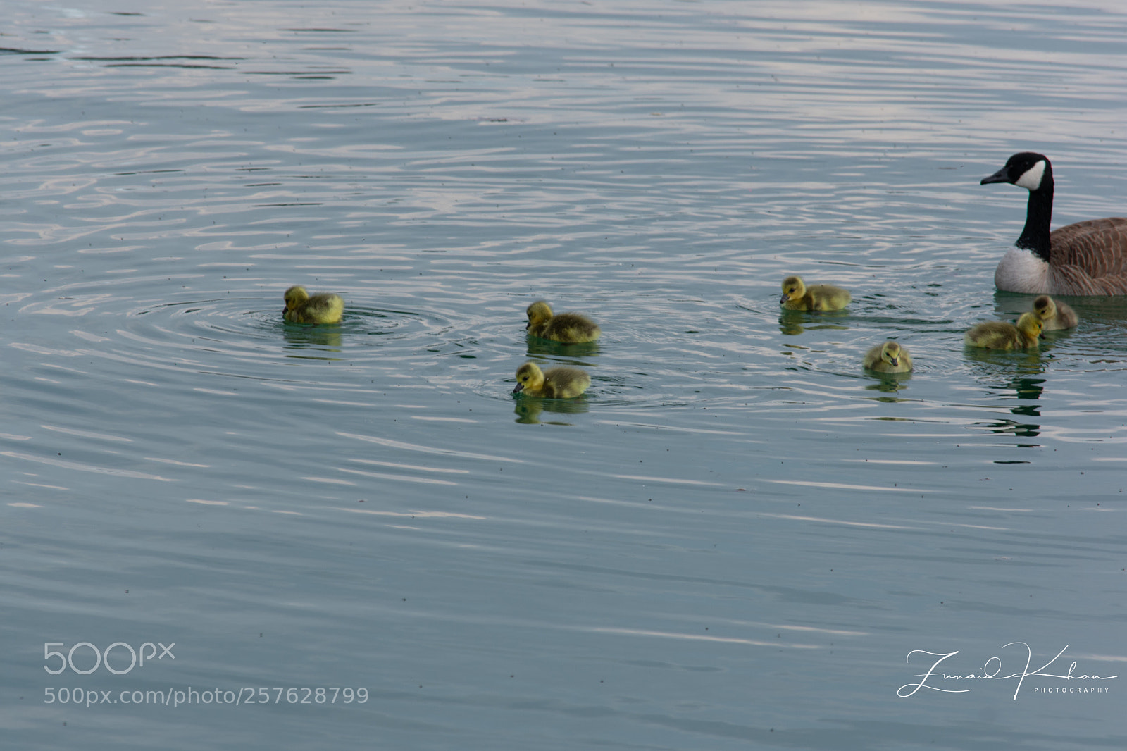 Nikon D3400 sample photo. Goslings  photography