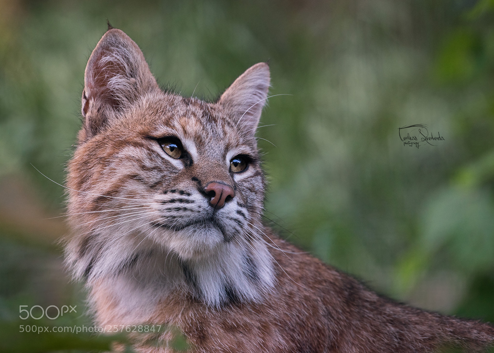 Nikon D750 sample photo. The bobcat (lynx rufus) photography