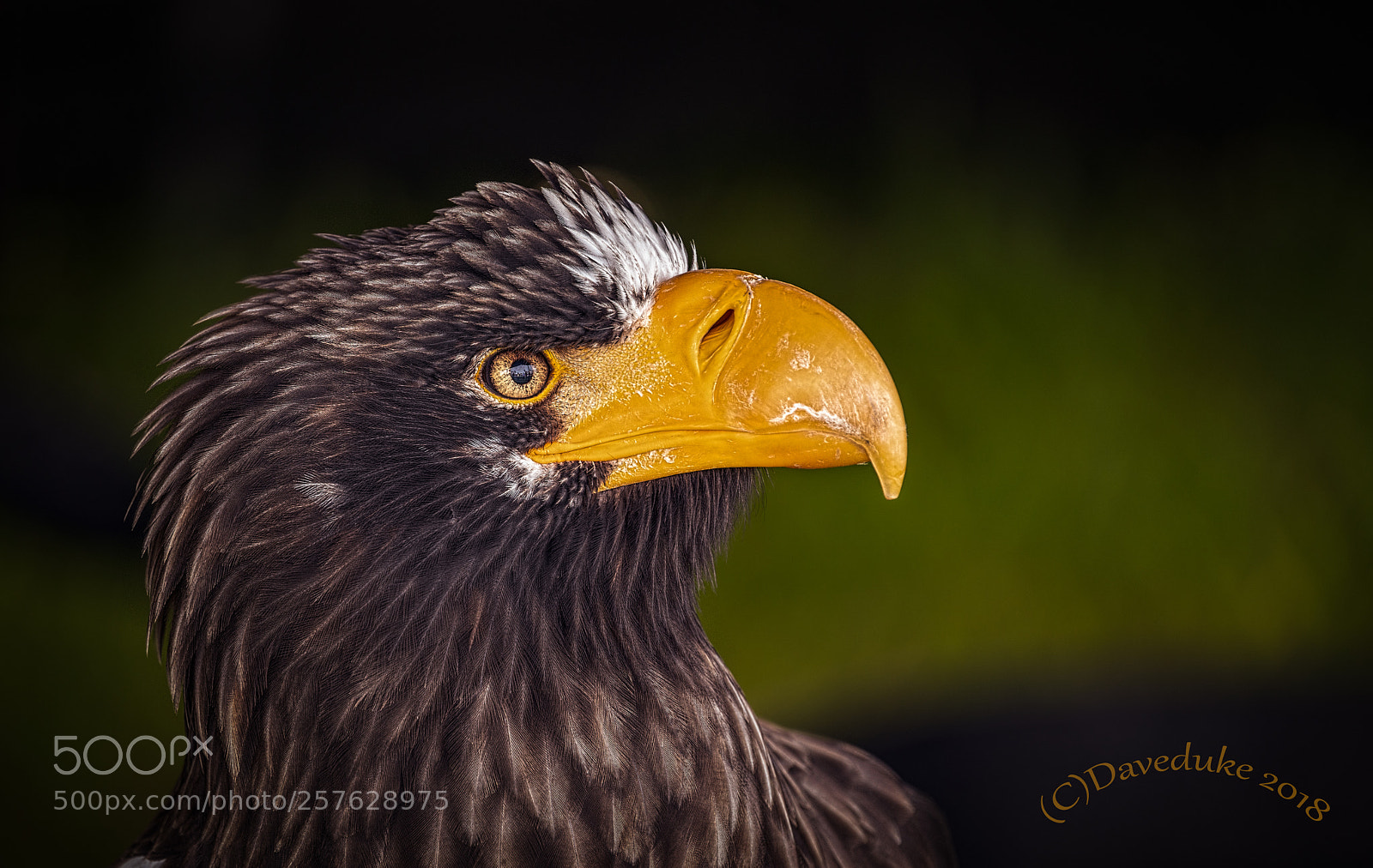 Sony a7R II sample photo. The eagle has landed photography