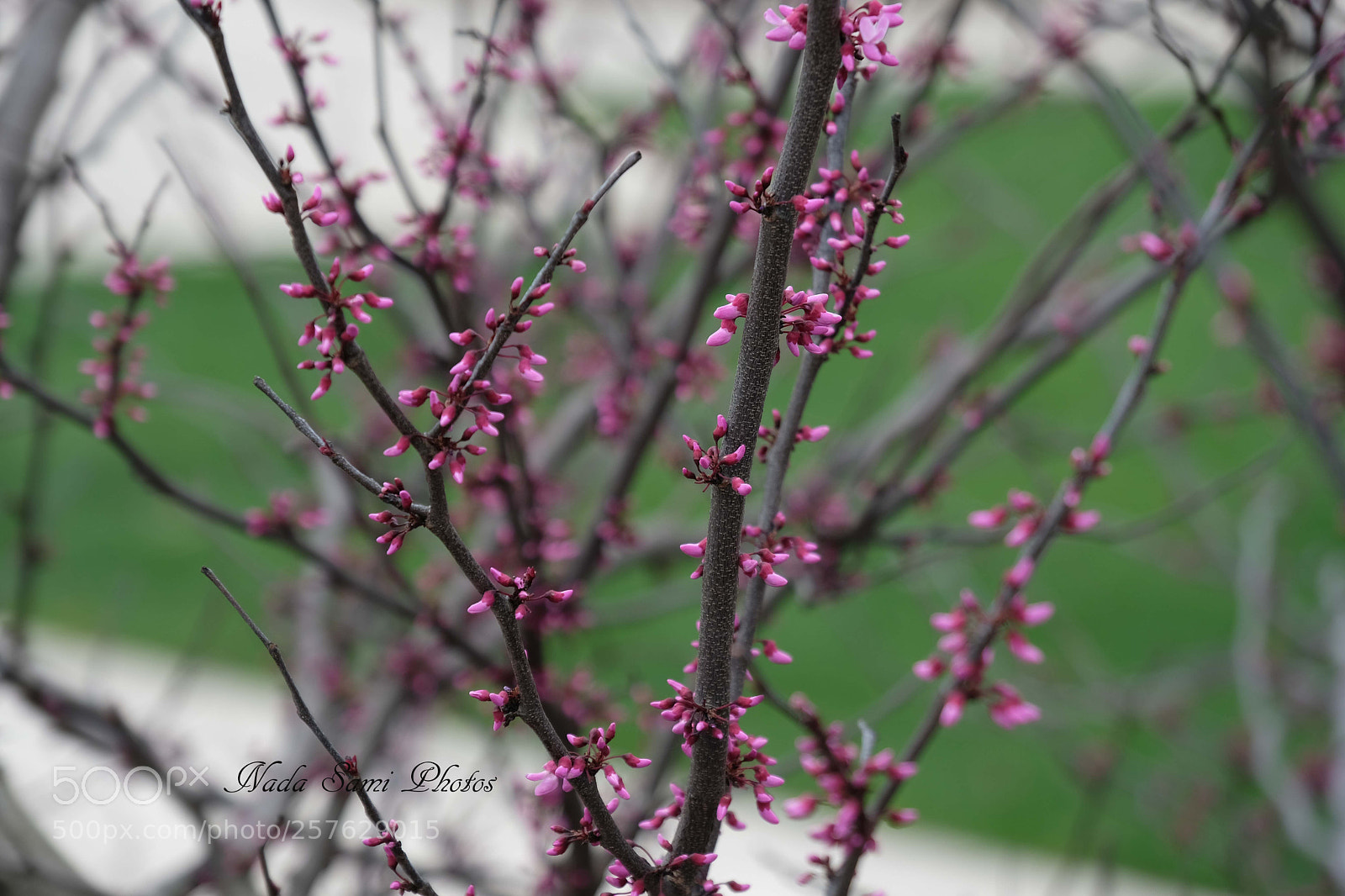 Fujifilm X-T2 sample photo. Blossoms  photography