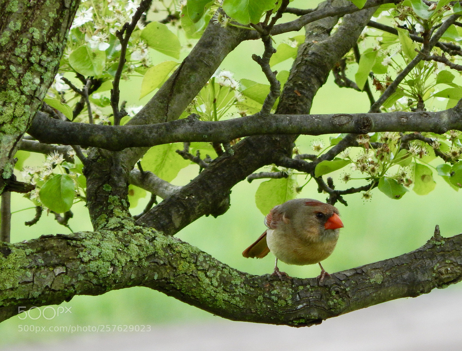 Nikon Coolpix L820 sample photo. The female cardinal photography