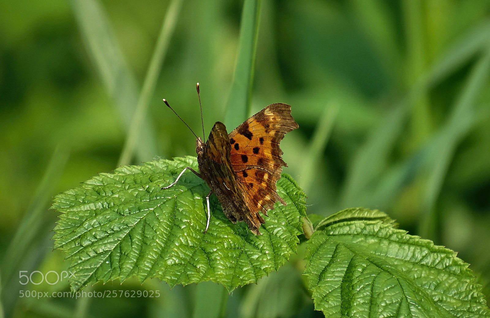 Sony Cyber-shot DSC-HX300 sample photo. Butterfly photography