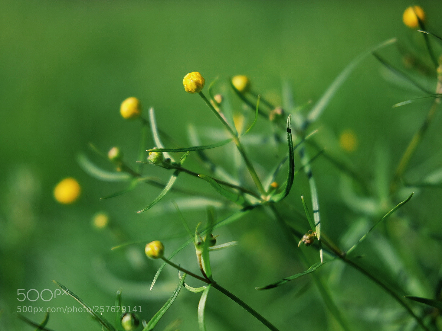 Fujifilm X-T1 sample photo. In the garden photography