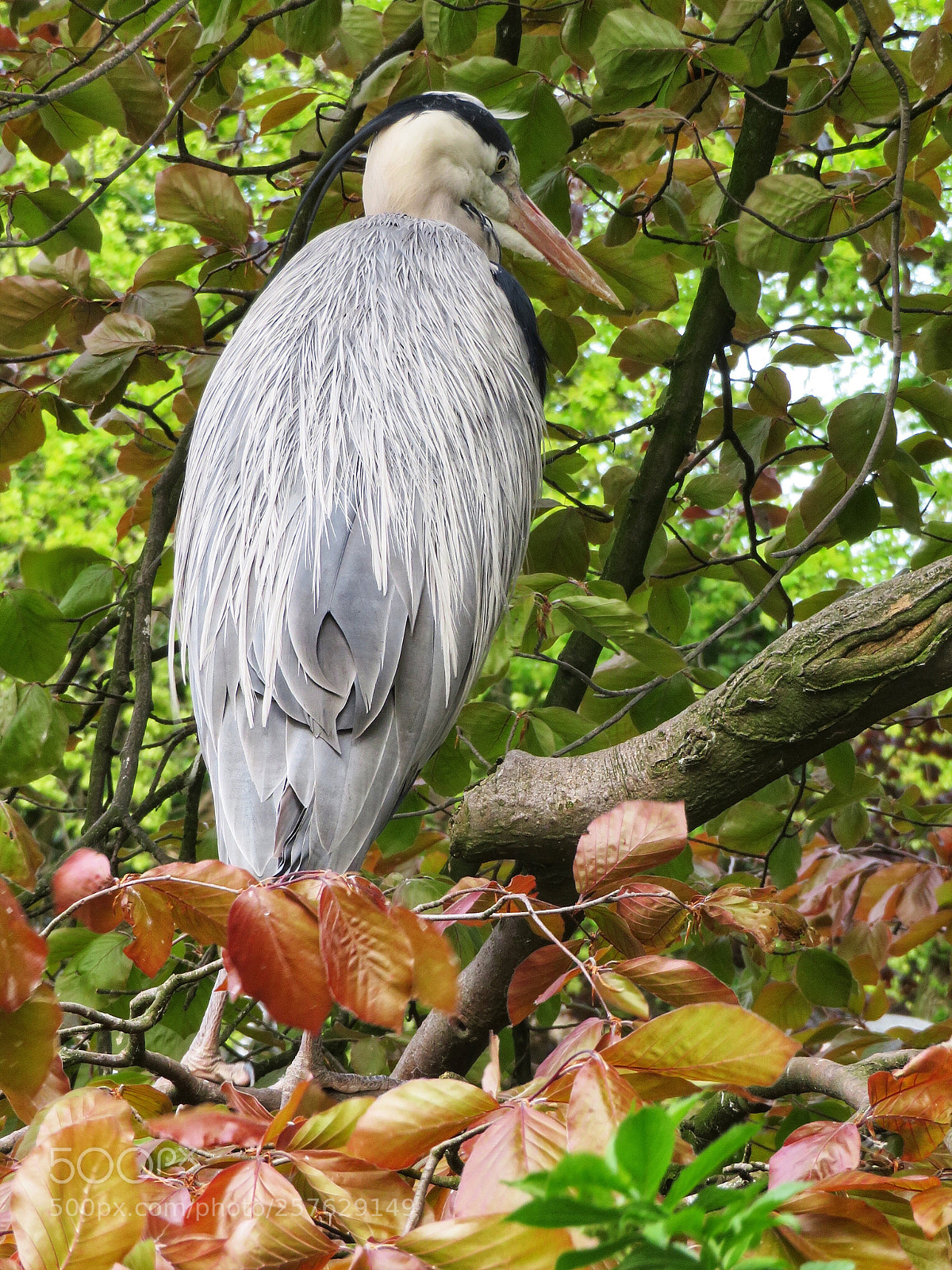 Canon PowerShot SX720 HS sample photo. Back feathers  photography
