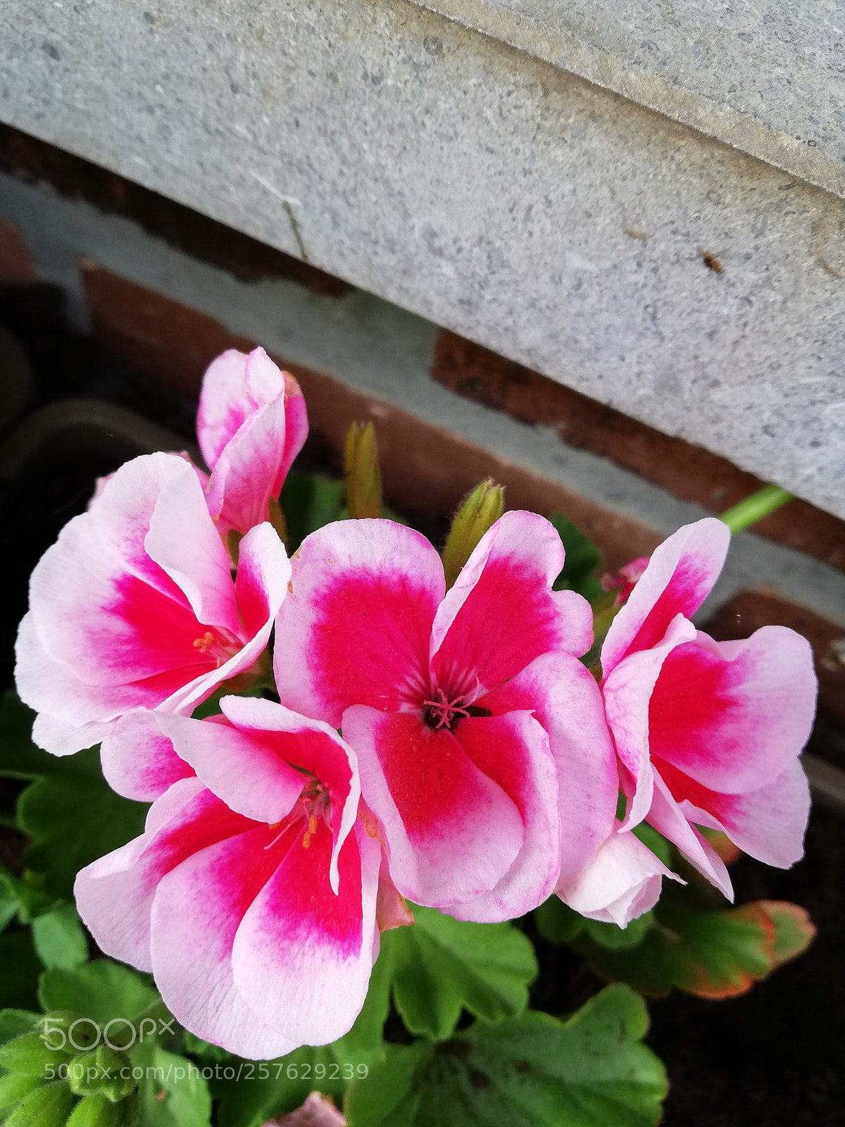 HUAWEI P20 lite sample photo. Fleur de bon matin photography