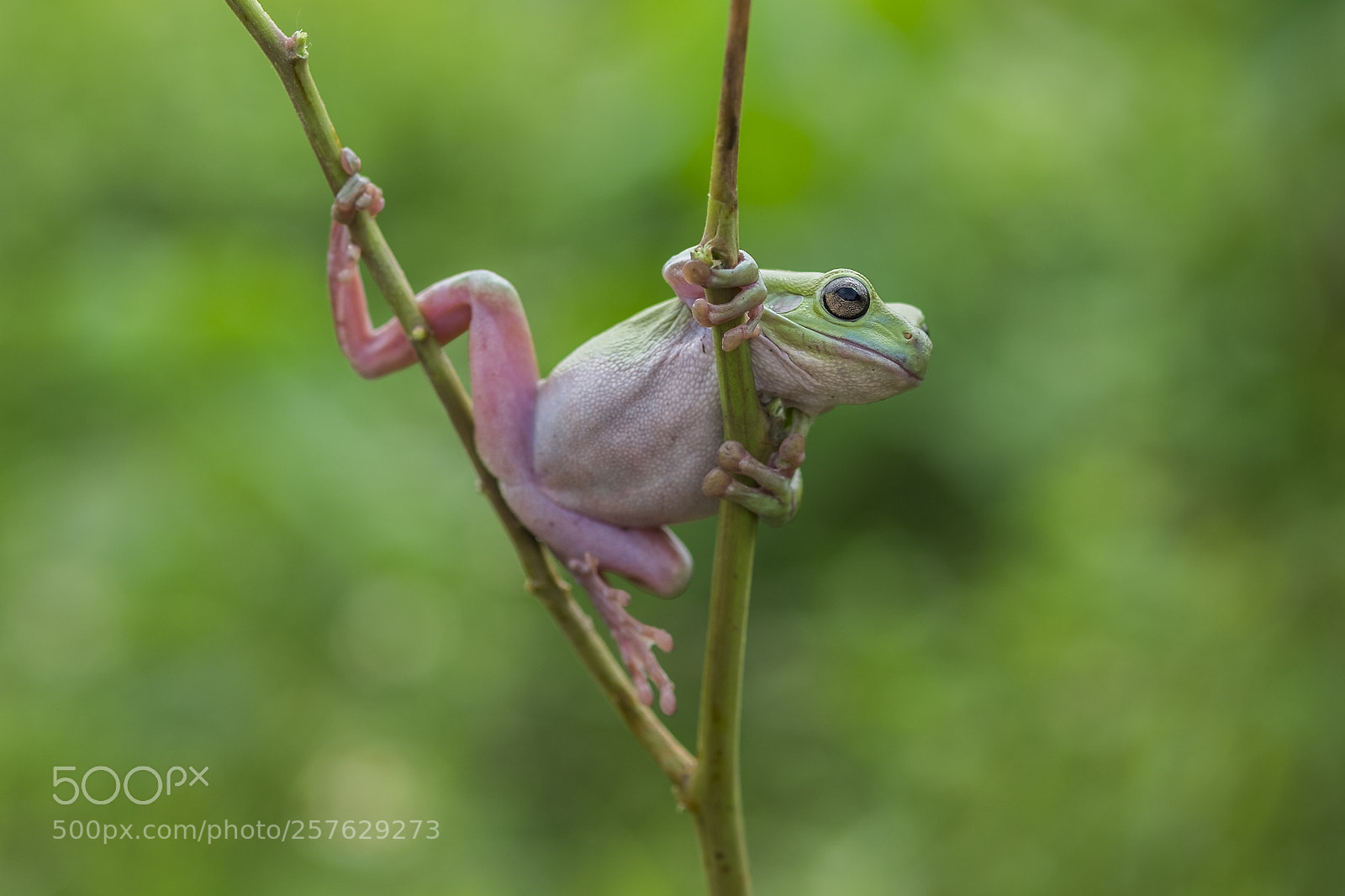 Fujifilm X-T10 sample photo. Climbing frog photography