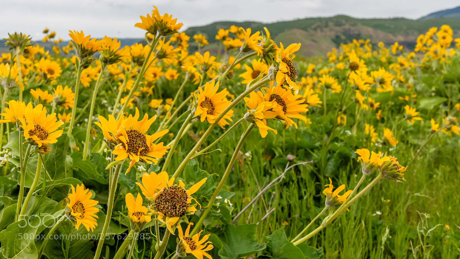Nikon D500 sample photo. Blooming wildflowers photography