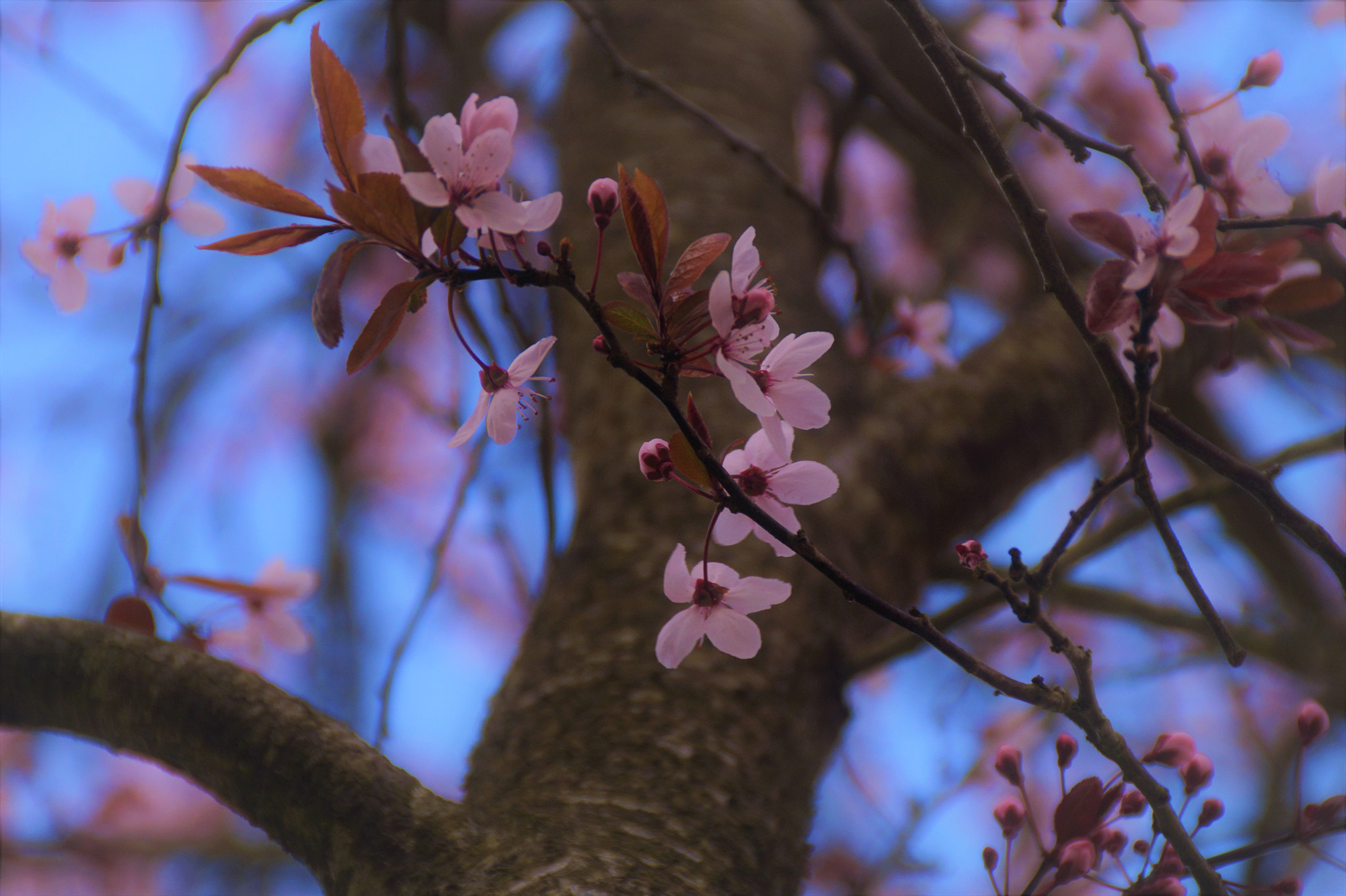 Sony DT 18-200mm F3.5-6.3 sample photo. Pink flowers photography
