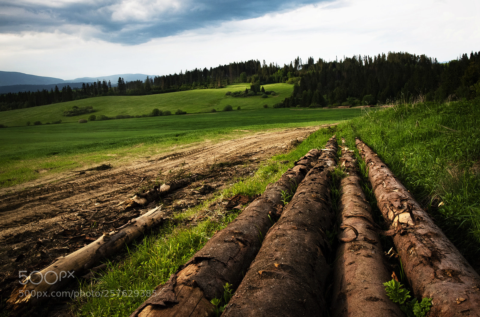 Nikon D5500 sample photo. Stack of wood next photography