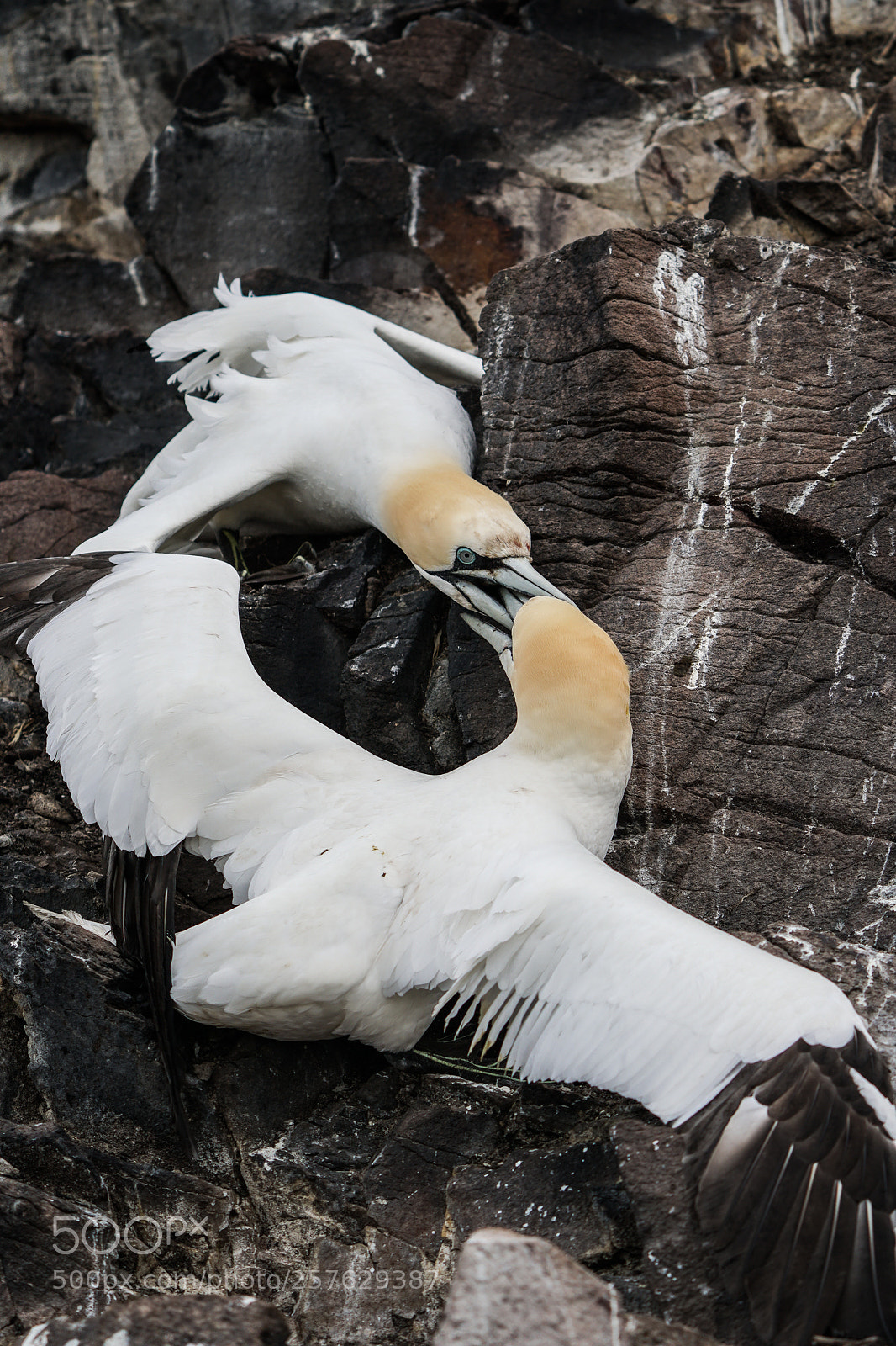 Sony a6500 sample photo. Gannets, jan van gent photography