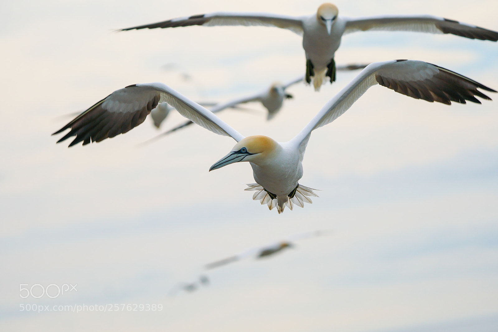 Sony a6500 sample photo. Gannets, jan van gent photography