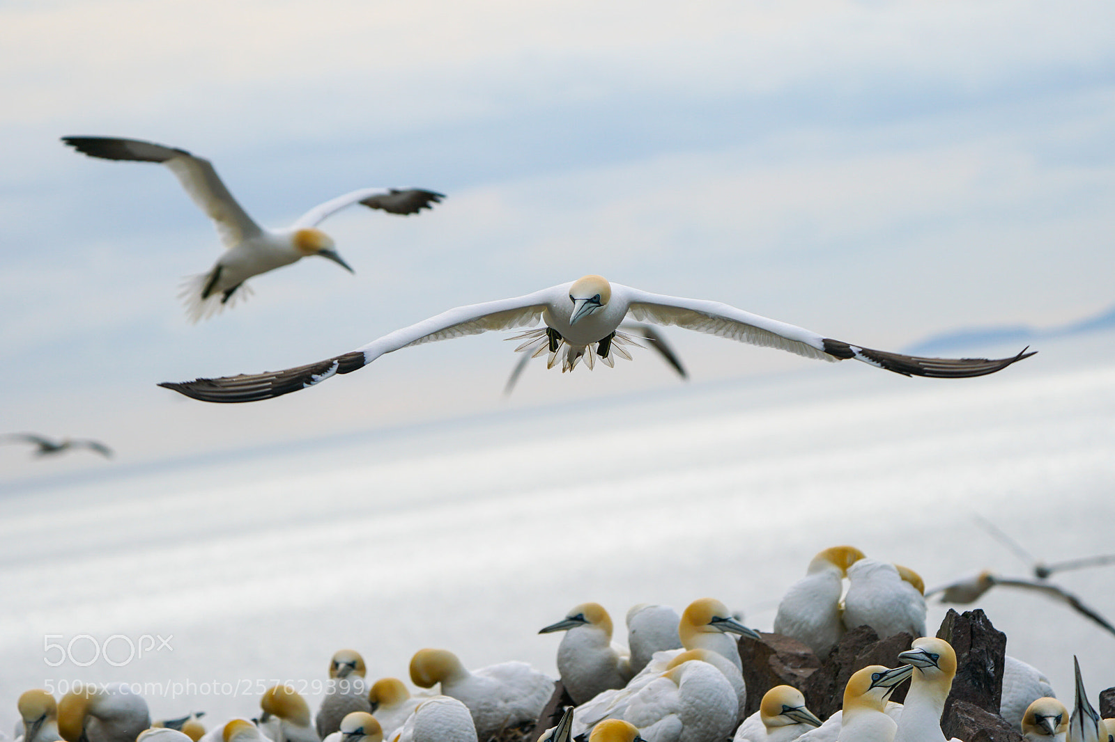 Sony a6500 sample photo. Gannets, jan van gent photography