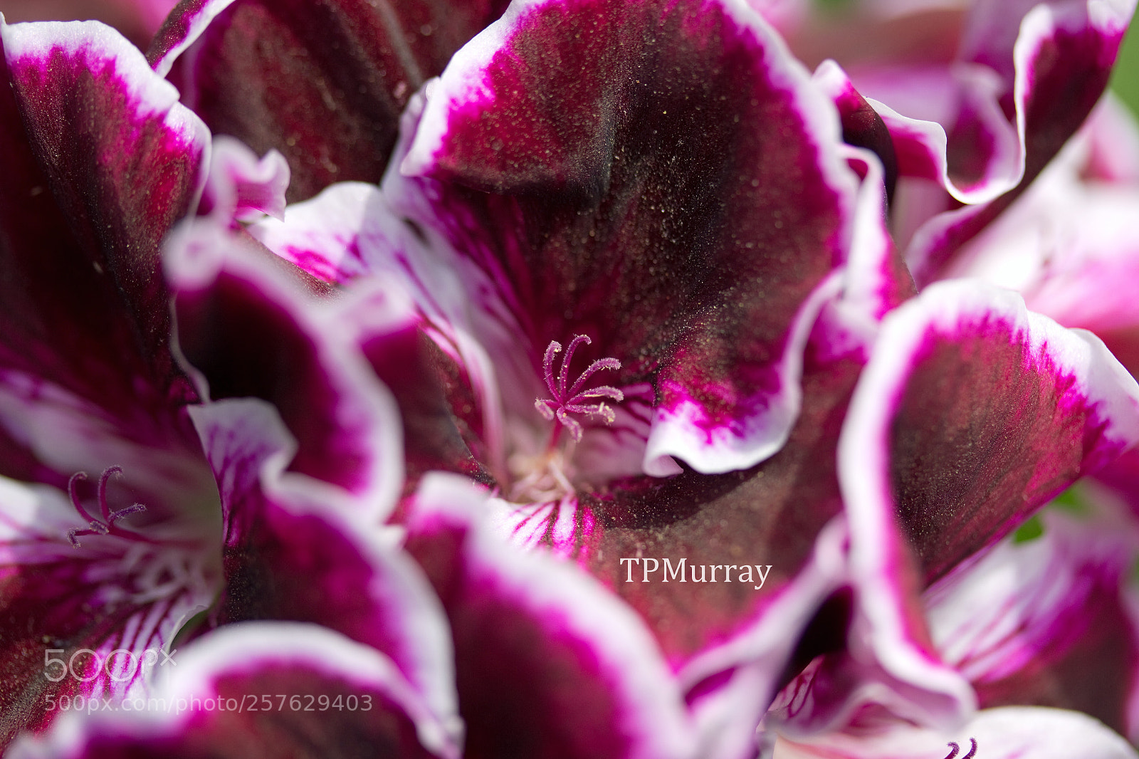 Canon EOS 600D (Rebel EOS T3i / EOS Kiss X5) sample photo. Plant or coral? photography